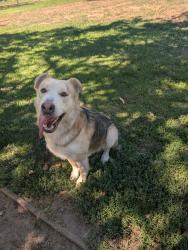 Found/Stray Male Dog last seen Weston ranch Park , Stockton, CA 95206