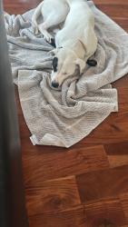 Found/Stray Male Dog last seen Veterans park, Schenectady, NY 12305