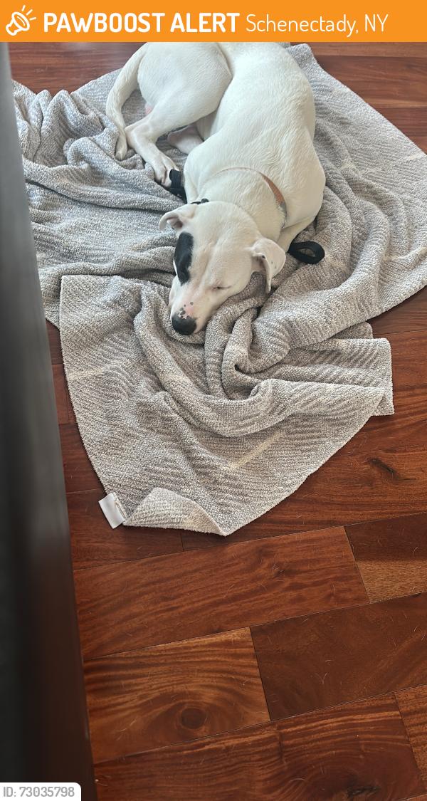 Found/Stray Male Dog last seen Veterans park, Schenectady, NY 12305