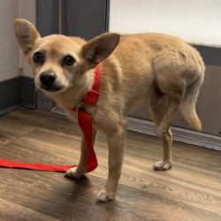 Shelter Stray Male Dog last seen Market Street, San Diego, CA, 92102, 5500 Gaines St, San Diego, CA 92110, USA
