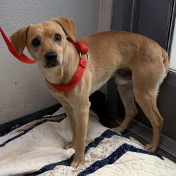 Shelter Stray Male Dog last seen Market Street, San Diego, CA, 92102, 5500 Gaines St, San Diego, CA 92110, USA
