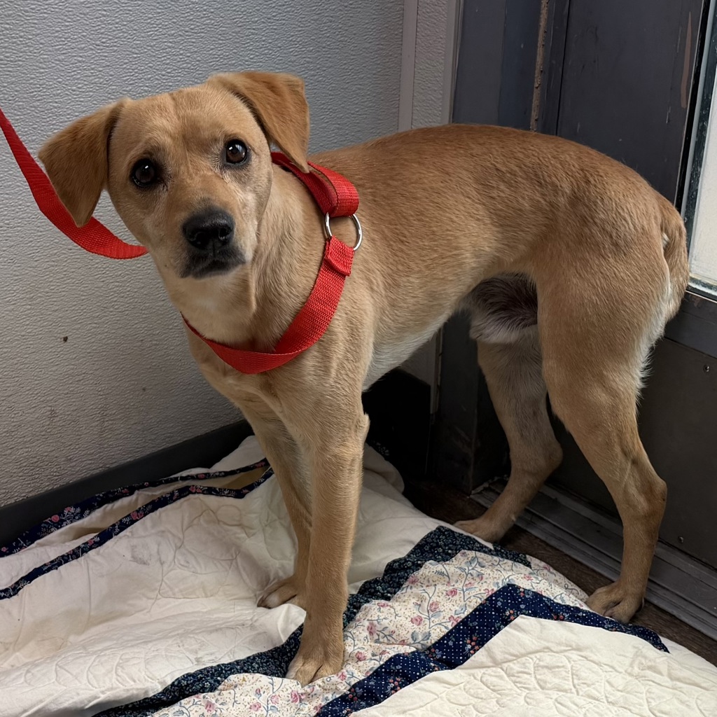 Shelter Stray Male Dog last seen Market Street, San Diego, CA, 92102, 5500 Gaines St, San Diego, CA 92110, USA