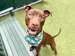 Shelter Stray Male Dog last seen Near W 135th Street, NEW YORK, NY, 10030, 326 E 110th St, New York, NY 10029, USA