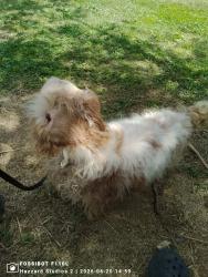 Found/Stray Male Dog last seen Ebensburg Park collegeville, PA, Collegeville, PA 19426