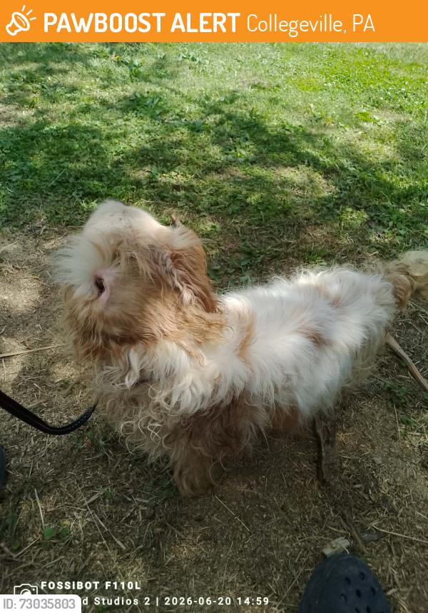 Found/Stray Male Dog last seen Ebensburg Park collegeville, PA, Collegeville, PA 19426