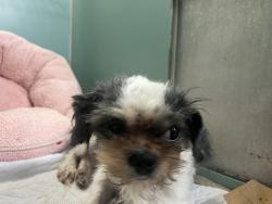 Shelter Stray Unknown Dog last seen Apt 6H,635 E 228th Street, BRONX, NY, 10466, 326 E 110th St, New York, NY 10029, USA
