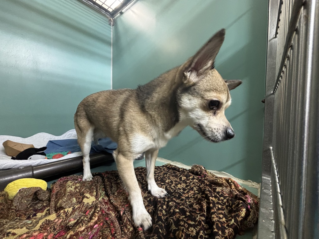 Shelter Stray Male Dog last seen Near Fort Washington Avenue, NEW YORK, NY, 10040, 326 E 110th St, New York, NY 10029, USA