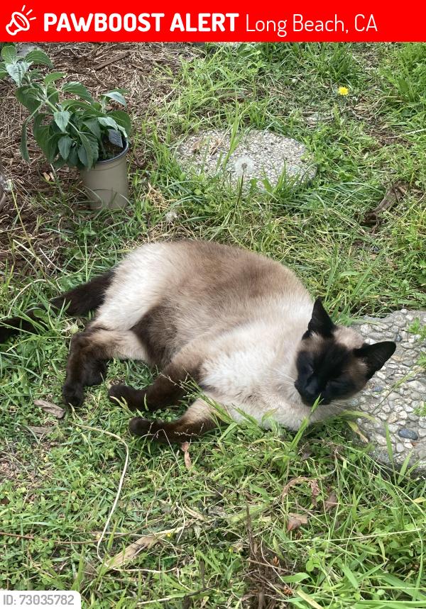 Lost Male Cat last seen Theresa/Orizaba/Temple, Long Beach, CA 90814