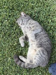 Found/Stray Unknown Cat last seen Briar Patch, Campobello, SC 29322