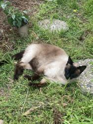 Lost Male Cat last seen Theresa/Orizaba/Temple, Long Beach, CA 90814