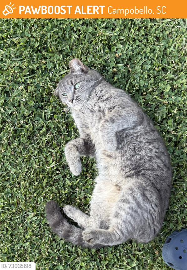 Found/Stray Unknown Cat last seen Briar Patch, Campobello, SC 29322
