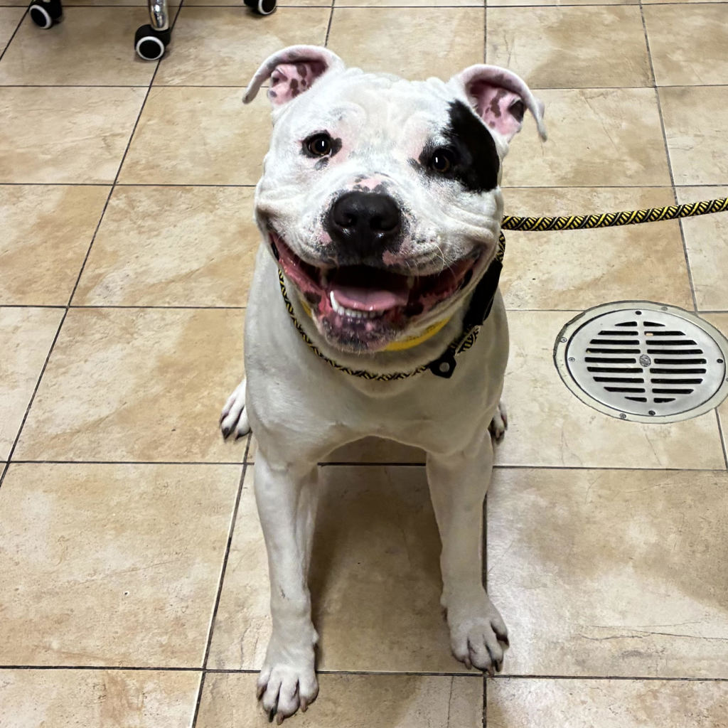 Shelter Stray Male Dog last seen SW 10th and Salmon, PORTLAND, OR, 97205, 1700 W Historic Columbia River Hwy, Troutdale, OR 97060, USA