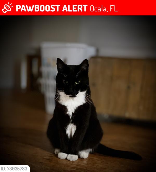 Lost Male Cat last seen NE 7th st, Ocala, FL 34470