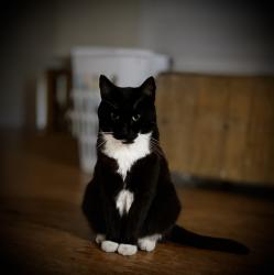 Lost Male Cat last seen NE 7th st, Ocala, FL 34470