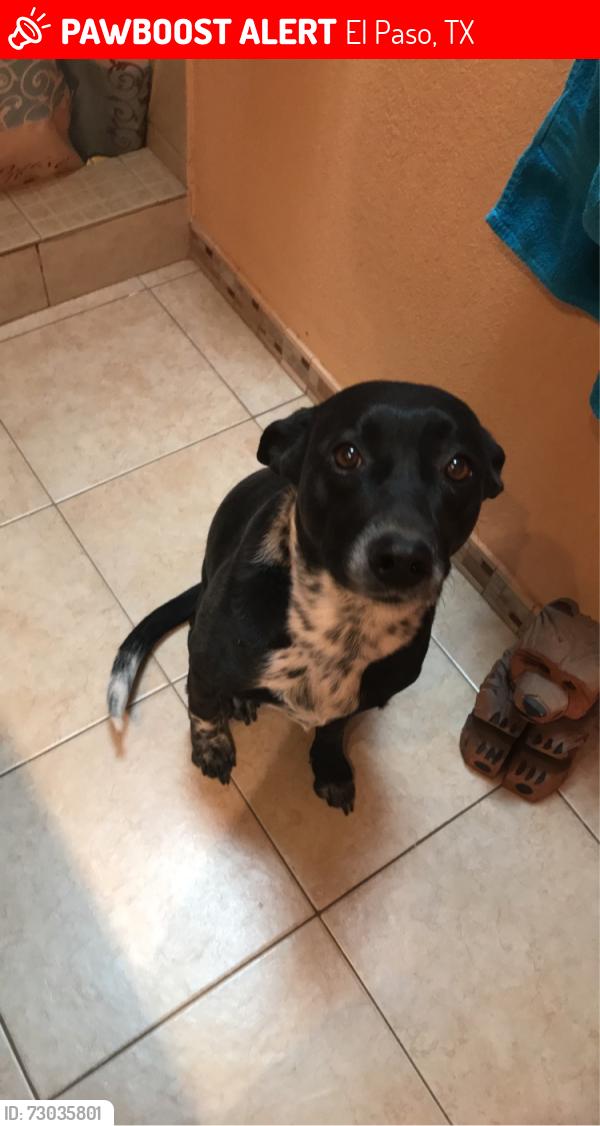 Lost Female Dog last seen My hse, El Paso, TX 79905