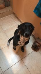 Lost Female Dog last seen My hse, El Paso, TX 79905