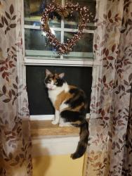 Lost Female Cat last seen misty meadow dr, Lula, GA 30554