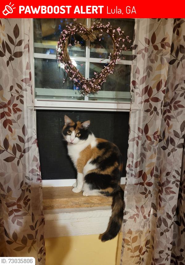 Lost Female Cat last seen misty meadow dr, Lula, GA 30554