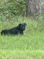Found/Stray Unknown Dog last seen Kent dr, New Caney, TX 77357