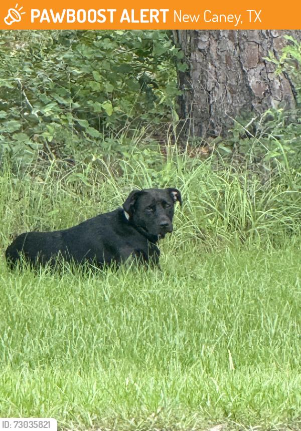 Found/Stray Unknown Dog last seen Kent dr, New Caney, TX 77357