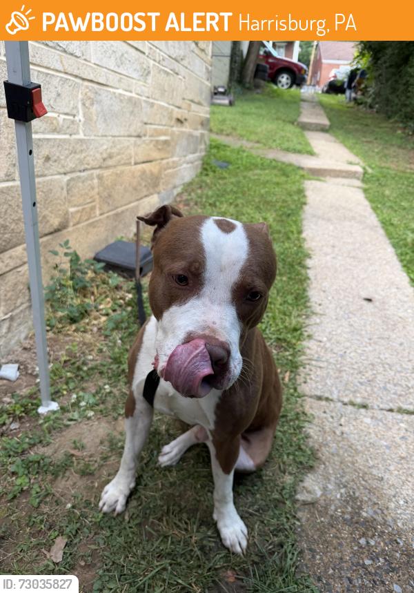 Found/Stray Male Dog last seen whitehall st, Harrisburg, PA 17103