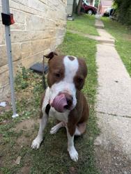 Found/Stray Male Dog last seen whitehall st, Harrisburg, PA 17103