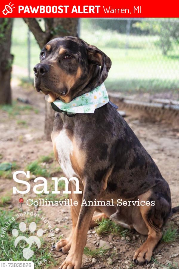 Lost Male Dog last seen Near Marsha PI Warren MI 48089, Warren, MI 48089