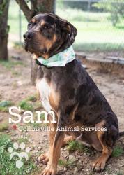 Lost Male Dog last seen Near Marsha PI Warren MI 48089, Warren, MI 48089