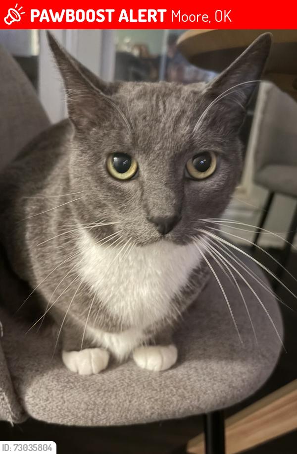 Lost Male Cat last seen Meench Drive & 149th, Moore, OK 73170
