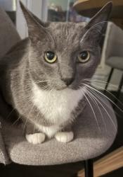Lost Male Cat last seen Meench Drive & 149th, Moore, OK 73170