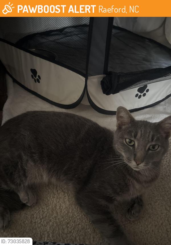 Found/Stray Female Cat last seen David Ct Raeford,NC, Raeford, NC 28376