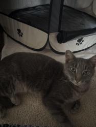 Found/Stray Female Cat last seen David Ct Raeford,NC, Raeford, NC 28376