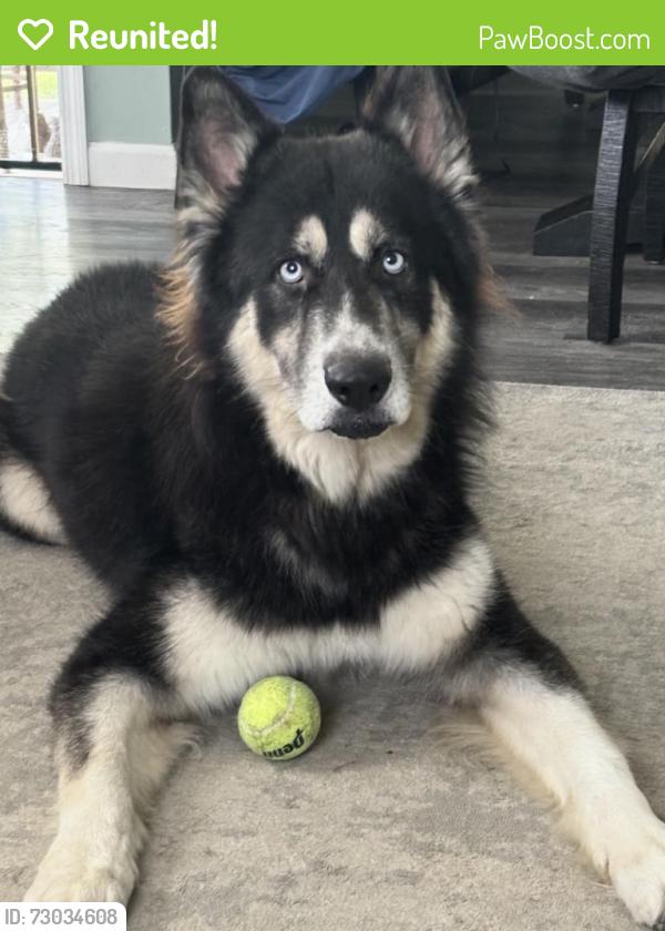 Reunited Male Dog last seen Willow St, Santa Fe Ave, Long Beach, CA 90810