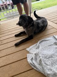 Found/Stray Female Dog last seen Grainger County Park - Cherokee Lake, Grainger County, TN 37861