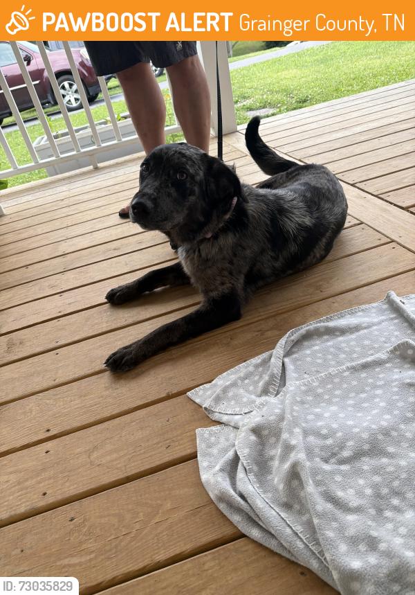 Found/Stray Female Dog last seen Grainger County Park - Cherokee Lake, Grainger County, TN 37861