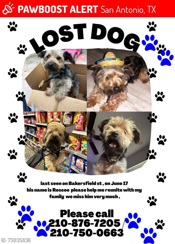 Lost Male Dog last seen Callahan, San Antonio, TX 78228