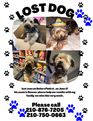 Lost Male Dog last seen Callahan, San Antonio, TX 78228