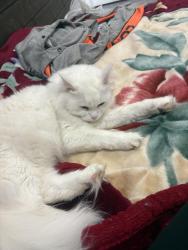 Lost Female Cat last seen Bethesda Rd. And Highway 48, Whitchurch-Stouffville, ON L4A 4A1