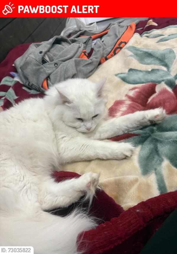 Lost Female Cat last seen Bethesda Rd. And Highway 48, Whitchurch-Stouffville, ON L4A 4A1