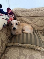 Lost Male Dog last seen Gene Lane and Fossil Drive, Haltom City, TX 76117
