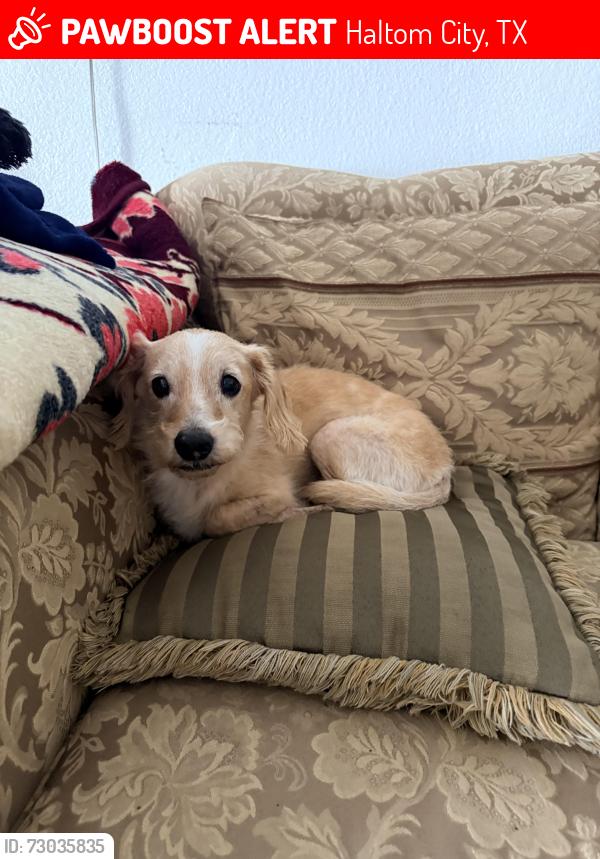 Lost Male Dog last seen Gene Lane and Fossil Drive, Haltom City, TX 76117