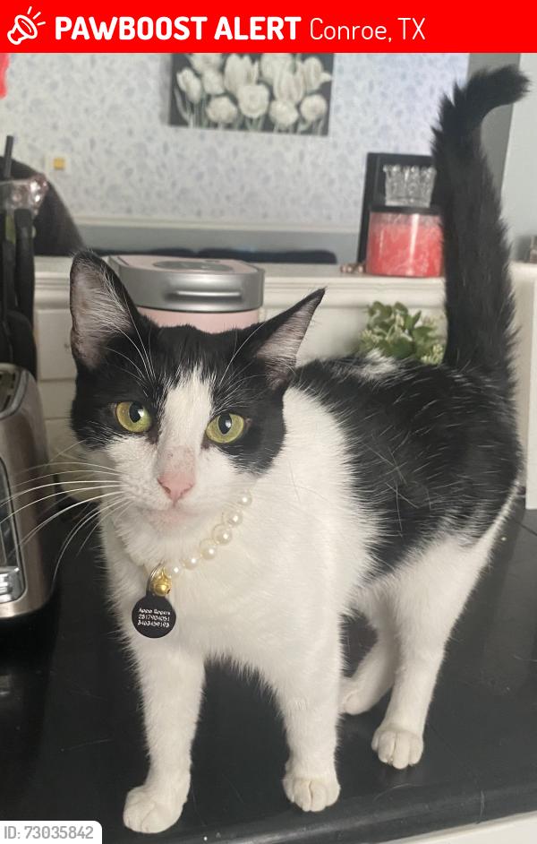Lost Female Cat last seen N porter rd., Conroe, TX 77301