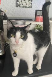 Lost Female Cat last seen N porter rd., Conroe, TX 77301