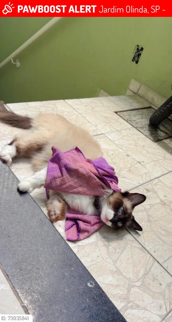 Lost Male Cat last seen Rua Alessandro algardi, Jardim Olinda, SP 05765-140