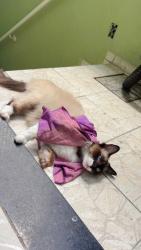 Lost Male Cat last seen Rua Alessandro algardi, Jardim Olinda, SP 05765-140