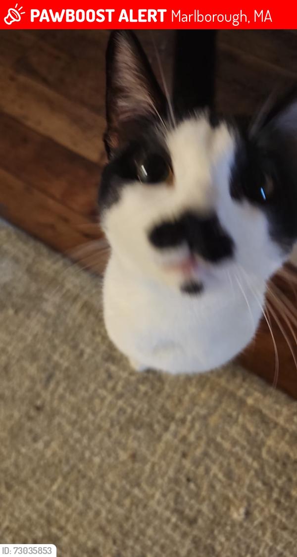 Lost Male Cat last seen Howe CT, Pleasant St, Marlborough, MA 01752
