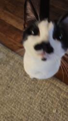 Lost Male Cat last seen Howe CT, Pleasant St, Marlborough, MA 01752