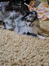 Reunited Male Dog last seen Snowberry, hunters ridge, Fontana, CA 92336