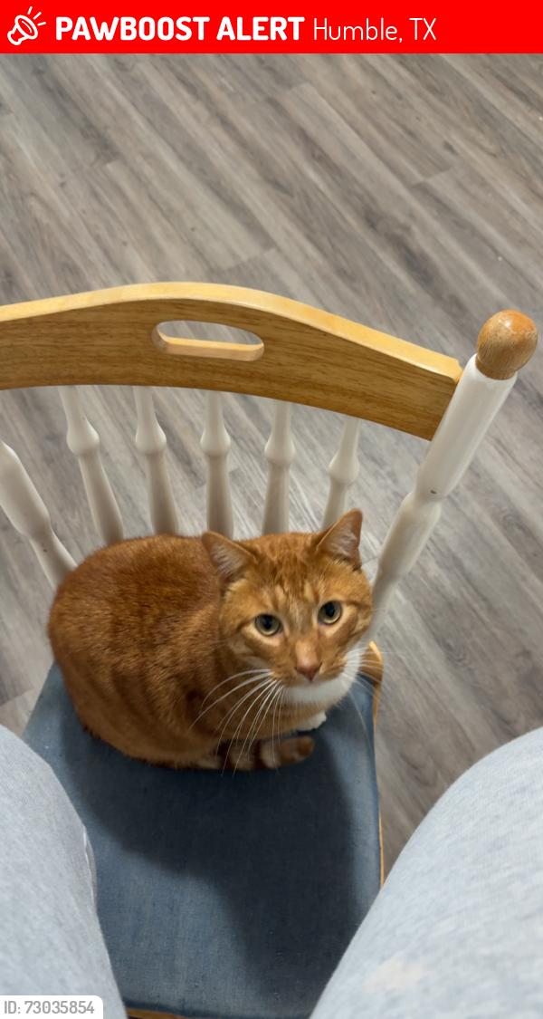 Lost Male Cat last seen Hightower Lane, Humble, TX 77338