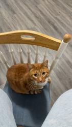 Lost Male Cat last seen Hightower Lane, Humble, TX 77338